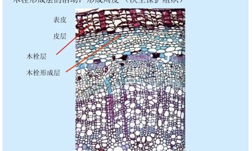 阿托伐他汀钙片功能与主治网- 阿托伐他汀钙片的功效与主治知识,分享阿托伐他汀钙片功效